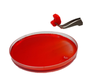 Webp.net-resizeimage Webp.net-resizeimage